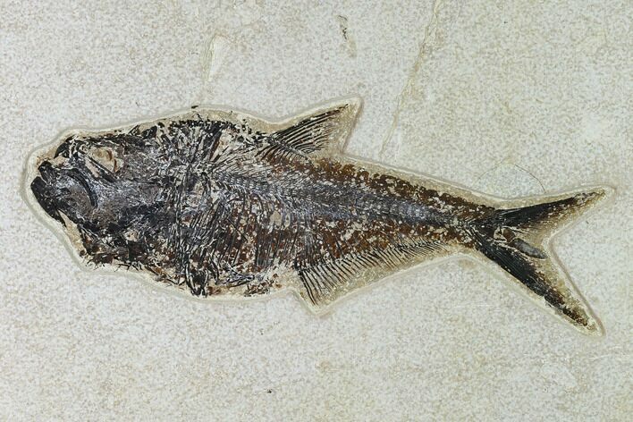 Fossil Fish (Diplomystus) - Green River Formation - Inch Layer #138603